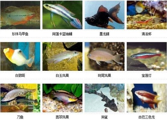 水族馆鱼的种类图片和名字：水族馆中的鱼类种类及其名称 水族馆百科（水族馆加盟） 第4张