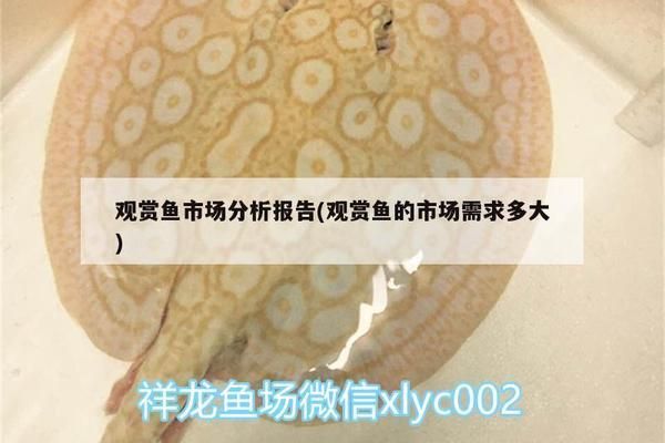 观赏鱼市场供需关系探究：观赏鱼市场供需平衡受到多种因素共同作用 观赏鱼百科 第3张