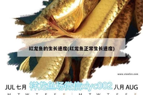 观赏鱼红龙鱼能长多大：红龙鱼一年能长多大 观赏鱼百科 第1张