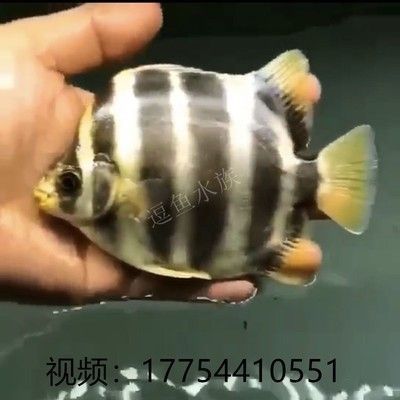 各种金龙鱼的价格：关于金龙鱼的问题 水族问答