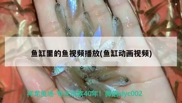 各种龙鱼的寓意和象征意义：龙鱼的寓意与象征意义 水族问答 第1张