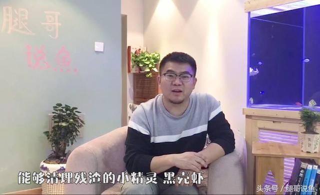 鱼缸景观树掉渣：鱼缸景观树养护技巧，沉木景观树选购指南，鱼缸景观树掉渣原因 鱼缸百科 第3张