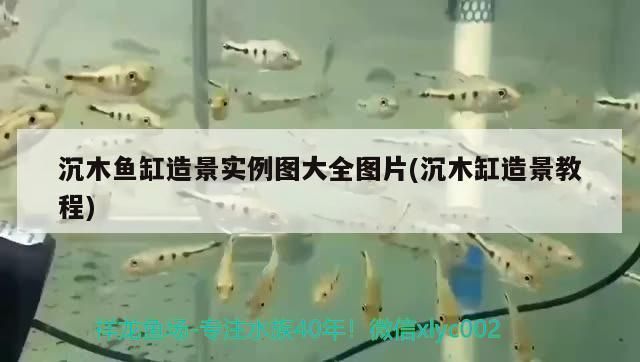 水族馆3d动态壁纸下载手机版：3d水族馆动态壁纸 水族馆百科（水族馆加盟） 第1张