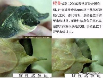 猪鼻龟怎么分公母图片：猪鼻龟如何区分公母 猪鼻龟百科 第5张