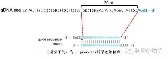 CRISPR-Cas9技术在BD魟鱼上的具体操作：crispr-cas9技术在bd魟鱼上的应用 魟鱼百科 第1张