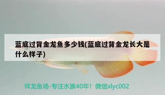 金头过背金龙鱼好还是蓝底过背金龙鱼好：如何鉴别金头过背金龙鱼和蓝底过背金龙鱼的优劣和优势 金龙鱼百科 第1张