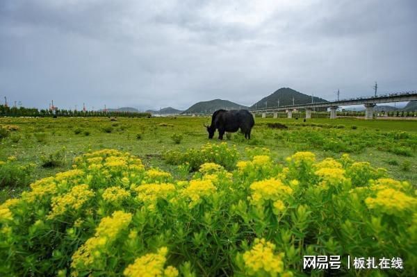 迪庆藏族自治州观赏鱼批发市场：迪庆观赏鱼批发市场 全国观赏鱼市场 第4张