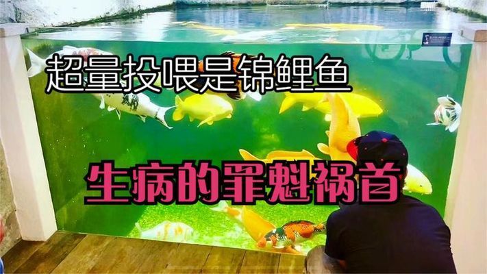 给龙鱼换鱼缸：为龙鱼更换鱼缸的具体步骤与注意事项 水族问答 第1张