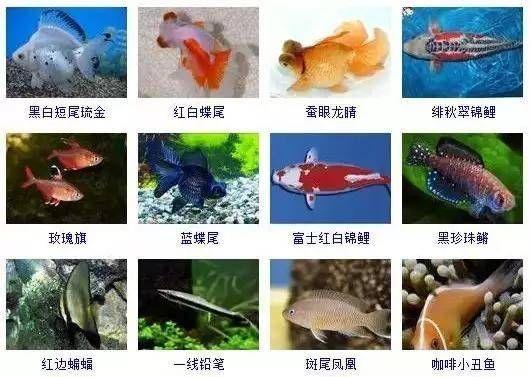 给龙鱼起个名字怎么起：如何给龙鱼起名字？ 水族问答 第2张