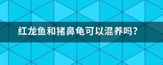 猪鼻龟能和红龙一起养吗图片：猪鼻龟与红龙鱼一起养吗 猪鼻龟百科 第11张