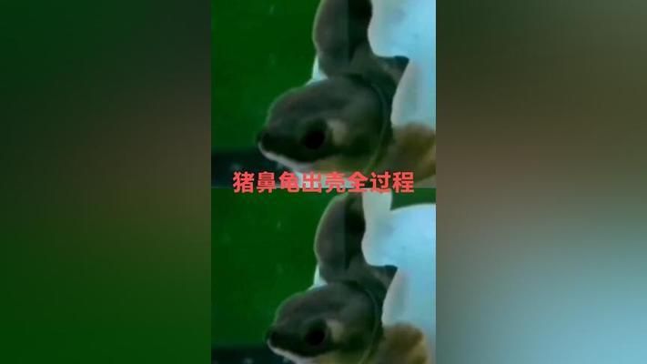 猪鼻龟产卵视频全过程：猪鼻龟的生活习性 猪鼻龟百科 第9张