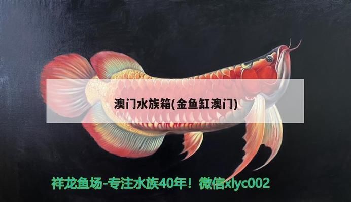 澳门水族批发市场：澳门水产品批发市场 全国观赏鱼市场 第7张