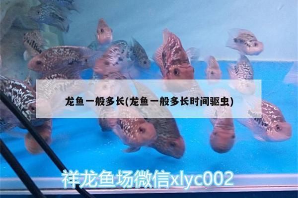 赤峰水族批发市场：赤峰水族批发市场在哪里 全国观赏鱼市场 第6张