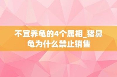 猪鼻龟怎么买不到了：2020年猪鼻龟为什么买不到了猪鼻龟还有卖吗 猪鼻龟百科 第3张