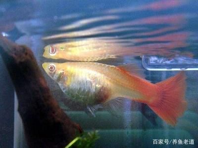 观赏鱼繁殖期间水质管理：夏季观赏鱼水质维护方法，水族箱除青苔的有效方法 观赏鱼百科 第3张