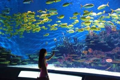 孝感水族馆：孝感水族馆孝感海洋水族馆 全国观赏鱼市场 第1张