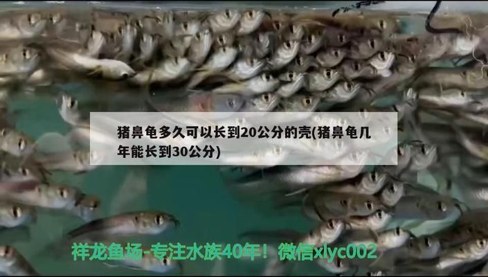 猪鼻龟几年能长到30公分高吗：猪鼻龟多久可以长到20公分的壳 猪鼻龟百科 第2张