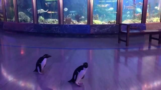 现在水族馆生意怎么样啊知乎：中国水族馆行业发展趋势