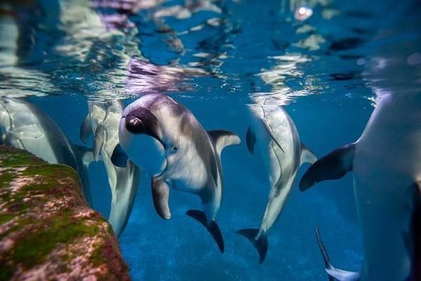 现在水族馆生意怎么样啊知乎：中国水族馆行业发展趋势 水族馆百科（水族馆加盟） 第2张