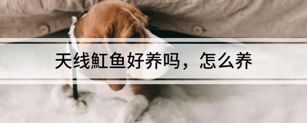 魟鱼活饵投喂技巧：魟鱼活饵投喂技巧：[需手动填充]鱼活饵的投喂技巧、投喂技巧 魟鱼百科