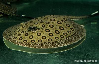 魟鱼加热棒选择建议：水族箱加热棒选择 魟鱼百科 第4张