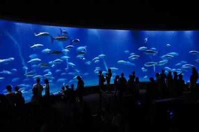 国内 水族馆：上海海洋水族馆 水族馆百科（水族馆加盟） 第4张