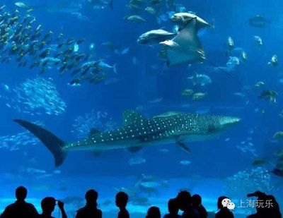 国内 水族馆：上海海洋水族馆 水族馆百科（水族馆加盟） 第1张