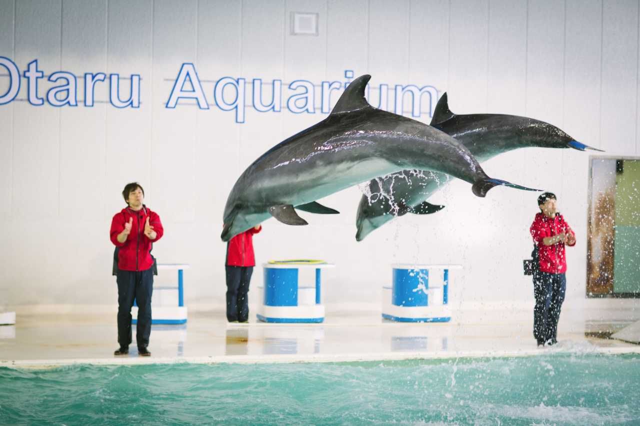 小樽水族馆官网旗舰店：小樽水族馆官网旗舰店介绍 水族馆百科（水族馆加盟） 第5张