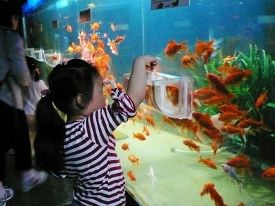 水族馆游玩日记500字：探索海洋奇观 水族馆百科（水族馆加盟） 第2张