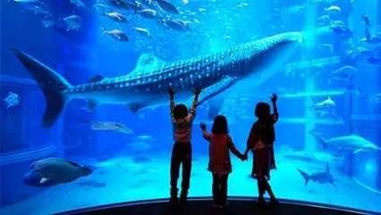 十大水族馆介绍：上海海洋主题公园海洋主题公园、海洋主题公园之一水族馆