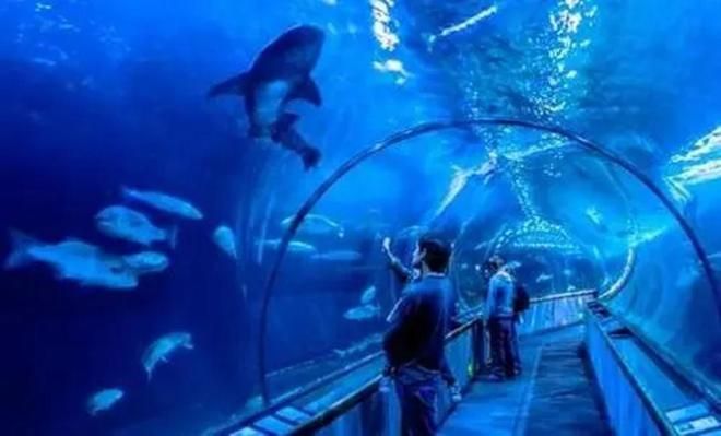 水族馆作文500字以上怎么写：如何写好水族馆作文 水族馆百科（水族馆加盟） 第3张