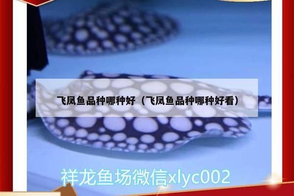 购买银龙鱼怎么挑选好的：如何挑选银龙鱼 水族问答 第2张