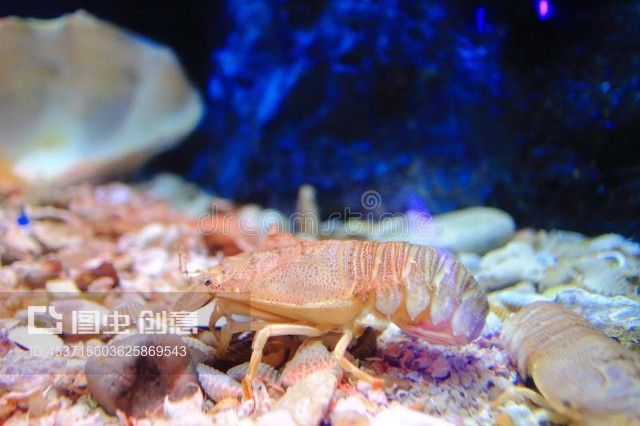 水族馆bug：《穿越火线》柏林水族馆游戏修复 水族馆百科（水族馆加盟） 第4张