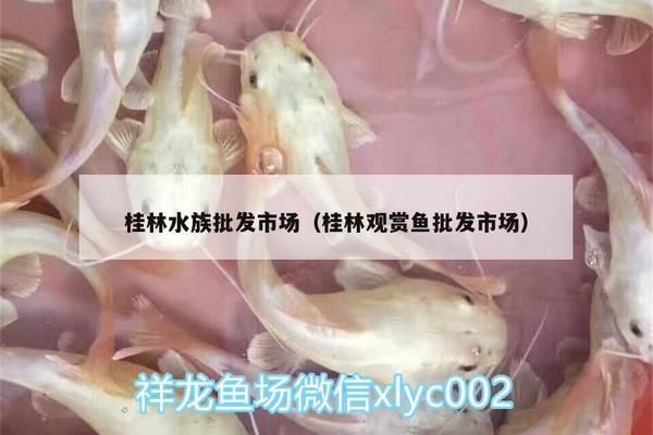 桂林龙鱼专卖店：桂林市哪里有卖鱼缸的实体店