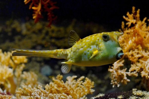 开封水族批发市场：开封水族批发市场在哪里 全国观赏鱼市场 第8张