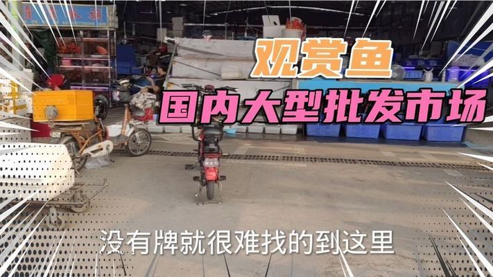 观赏鱼市场最新动态：观赏鱼市场发展趋势 观赏鱼百科 第3张