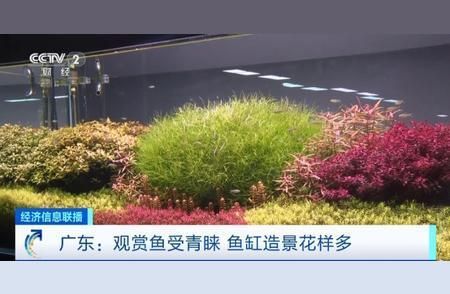 观赏鱼市场最新动态：观赏鱼市场发展趋势 观赏鱼百科 第2张