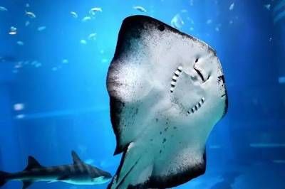 黄石水族馆：湖北黄石水族馆 全国观赏鱼市场 第3张