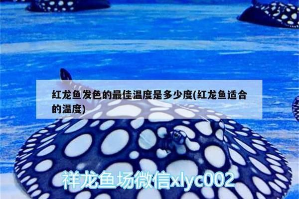 阿克苏水族批发市场：新疆阿克苏观赏鱼批发市场 全国观赏鱼市场 第6张