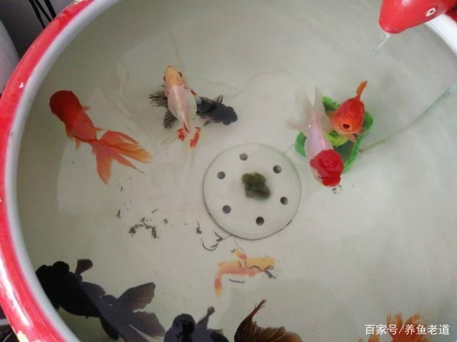 观赏鱼换水频率对健康影响：观赏鱼换水频率对其健康有影响吗？ 观赏鱼百科 第5张