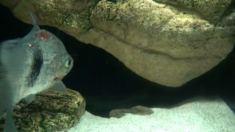 水族馆鱼类图片：关于水族馆鱼类图片的网站 水族馆百科（水族馆加盟） 第4张