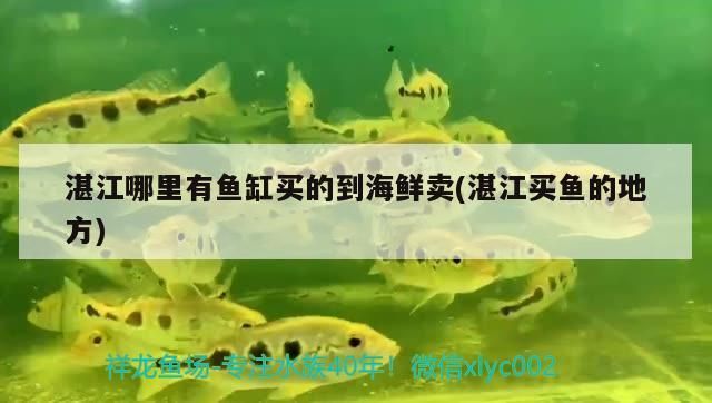 湛江观赏鱼批发市场：湛江观赏鱼批发市场:地方、规模和特点的详细分析 全国观赏鱼市场 第5张