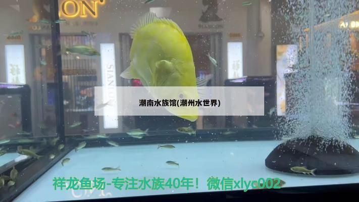 潮州水族批发市场：广东潮州水族批发市场 全国观赏鱼市场 第10张