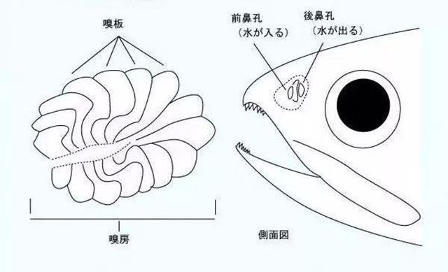 古典龙鱼好还是金头好养活：古典龙鱼和金头两种观赏鱼的饲养条件与养护难度 水族问答 第2张