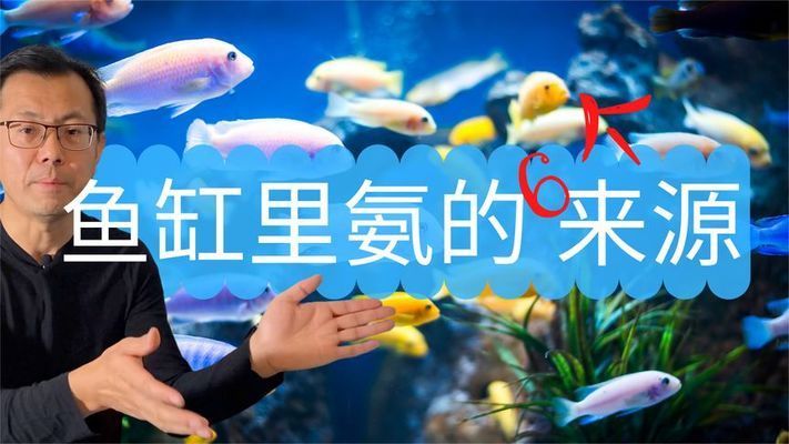 如何控制鱼缸内氨含量：鱼缸内氨的含量对水族生物的健康至关重要 鱼缸百科 第2张