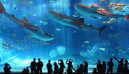 水族馆发展前景：中国水族馆行业发展趋势分析 水族馆百科（水族馆加盟） 第2张