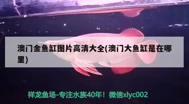 澳门鱼缸批发市场：澳门金鱼缸在哪里批发市场有卖 全国观赏鱼市场 第8张