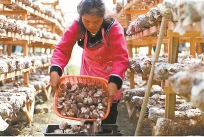 梅州水族批发市场：梅州水族批发市场在哪里进货 全国观赏鱼市场 第2张