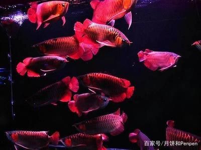 龙鱼和罗汉混养成功：龙鱼和罗汉混养的成功与否取决于多种因素 龙鱼百科 第1张