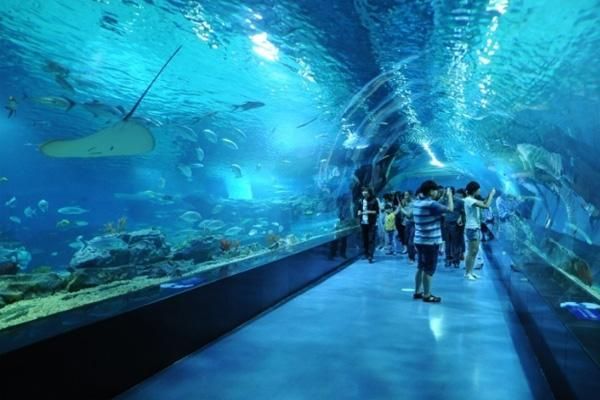 水族馆百科：《水族馆百科》 水族馆百科（水族馆加盟） 第5张